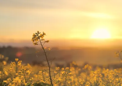 Sunrise Golden Canola